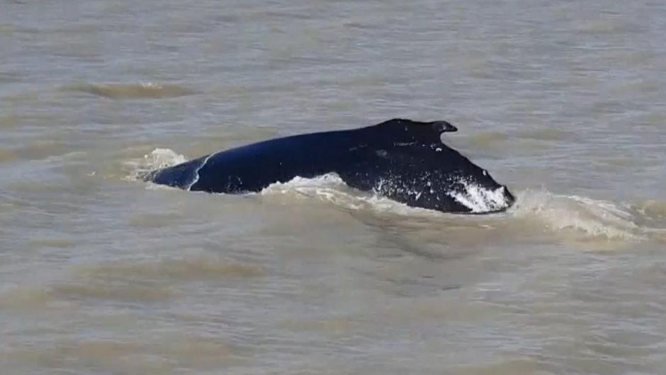 Australia: Spotted humpback whales in the crocodile-infested East Alligator River |  world News