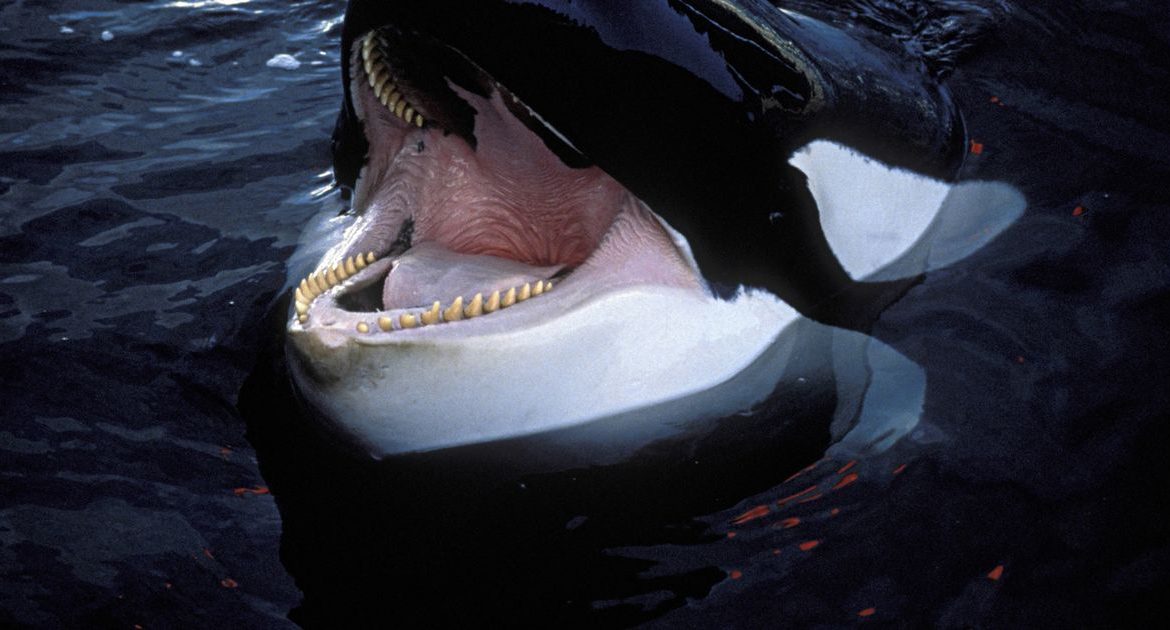 Killer whales "tear apart" great white sharks to eat their hearts and testicles - world news