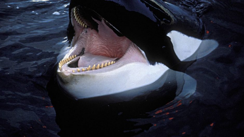 Killer whales “tear apart” great white sharks to eat their hearts and testicles – world news