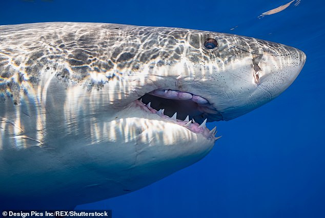 Top predators are harvested for squalene, which is a natural oil made in shark liver, and used as medicine.