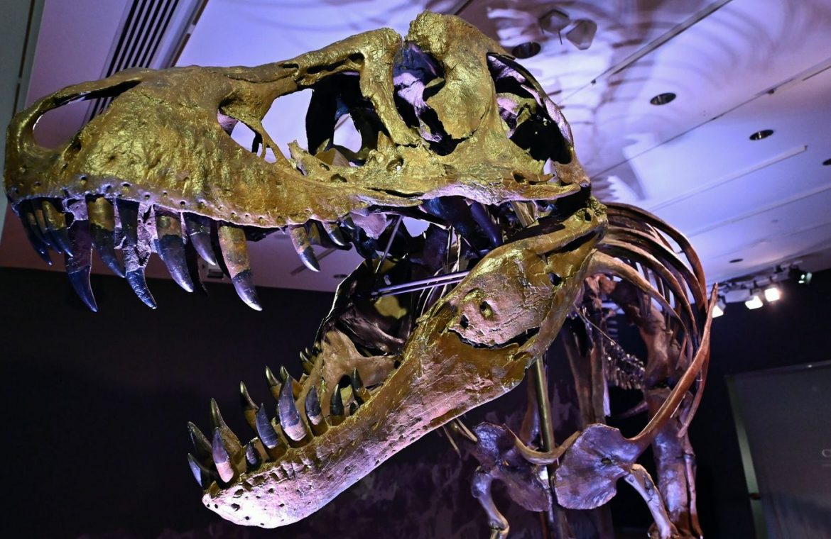 A Tyrannosaurus rex (T-Rex) skeleton, named STAN is on display during a press preview at Christie's Rockefeller Center on September 15, 2020 in New York City. - The skeleton of a 40-foot (12-meter) dinosaur nicknamed "Stan", one of the most complete Tyrannosaurus rex specimens ever found, will be auctioned in New York next month and could set a record for a sale of its kind. Discovered in 1987 near Buffalo, South Dakota, the 188-bone skeleton took more than three years to excavate and reconstruc
