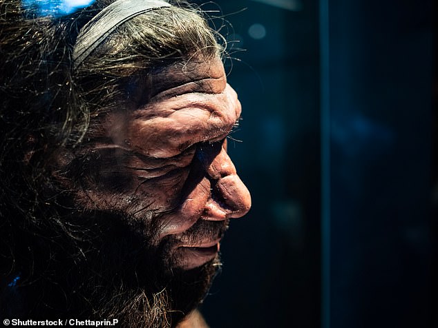 Since the remains of the first Neanderthals were found around 150 years ago, scientists have been debating the size and shape of their chest.  In the photo, a model of an adult Neanderthal