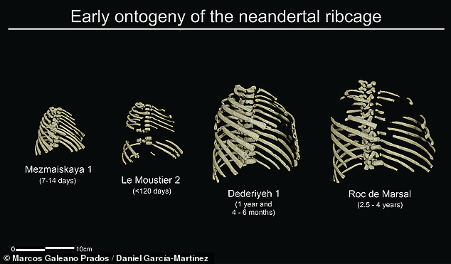 A study found that newborn Neanderthals actually possessed barrel-shaped ribs characteristic of older adults - a trait that allowed them to gain more body weight.  In the photo, the 3D reconstruction shows the early development, or `` genesis, '' of the rib cage of a Neanderthal