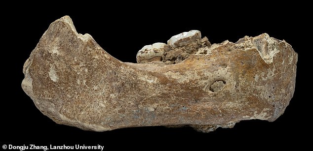 In the photo, Xiahe's lower jaw is still.  The Denisovan jaw bone was originally discovered in 1980 by a local monk