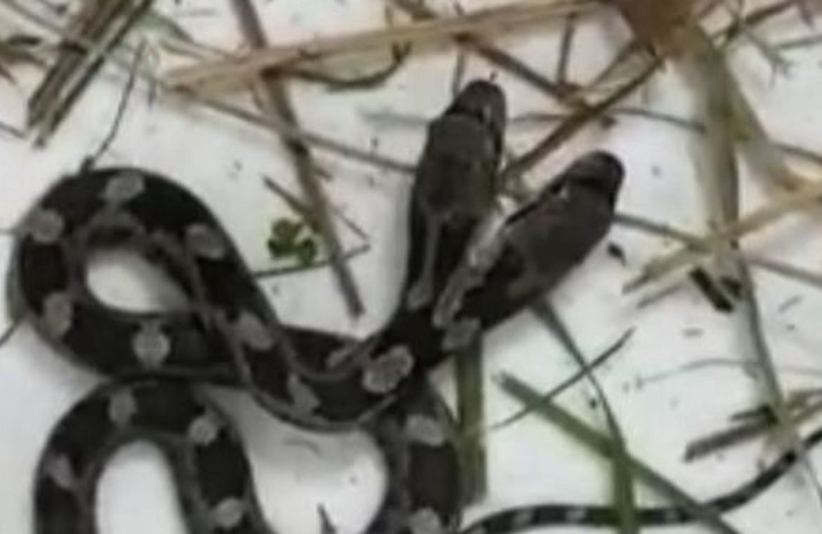 A rare two-headed snake sliding inside a woman's house |  US News