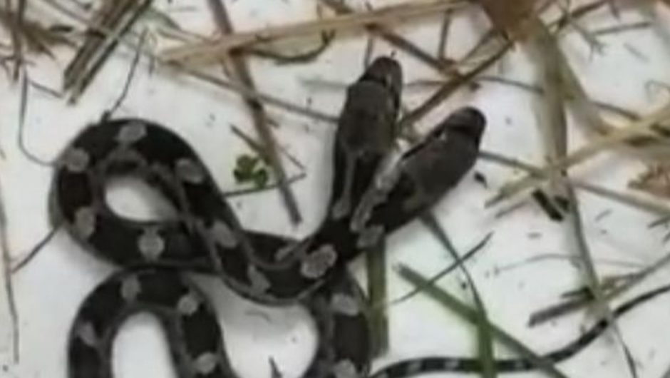 A rare two-headed snake sliding inside a woman’s house |  US News