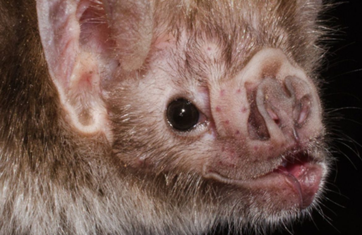 The common vampire bat