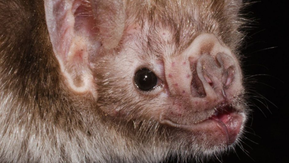 A study says that vampire bats “social distance” when they are sick news of the world