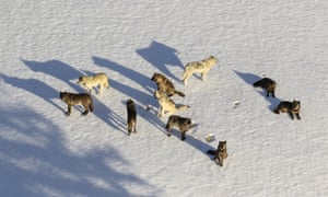 On March 21, 2019, a National Park Service aerial file photo shows Junction Butte's wolf pack in Yellowstone National Park, Yue