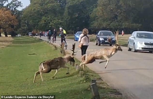 Feeling defeated, a deer decides to flee, but its path is blocked when it runs straight down the road and crashes into the side of a car.