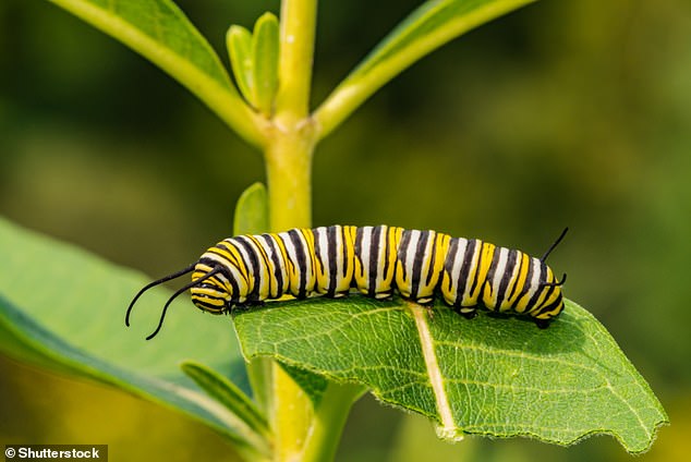 Pictured is Danaus plexippus as a caterpillar.  This species is a rare migratory to the British Isles.  The first record of this species in the British Isles, by a schoolboy, was in September 1876 in Neith, South Wales, according to ukbutterflies.co.uk