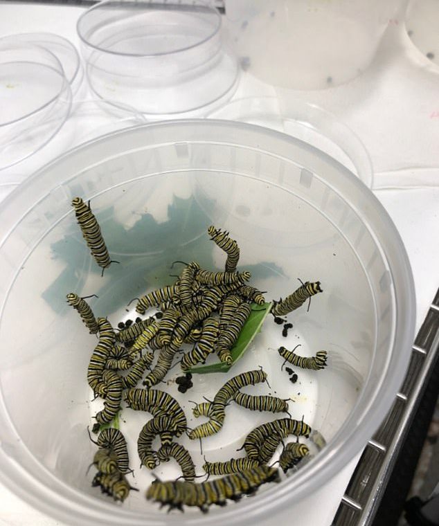 When food is scarce, monarch butterfly larvae go from docile to domineering.  In the photo, the species in a bucket in the lab are throwing away a rare form of their favorite food - milkweed