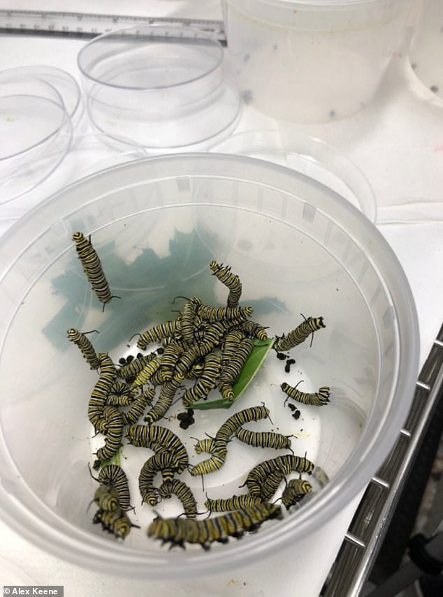 When food is scarce, monarch butterfly larvae go from docile to domineering.  In the photo, the species in a bucket in the lab are throwing away a rare form of their favorite food - milkweed
