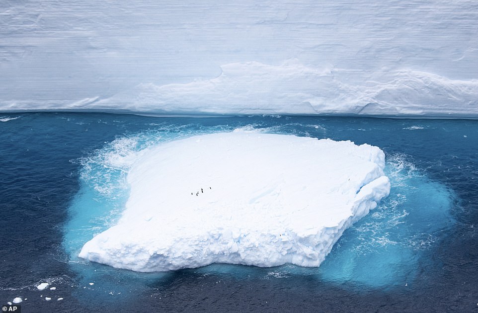 Pictured, penguins explore a small portion of ice that has separated from the A68a iceberg.  Penguins and seals in South Georgia may be endangered if birds get caught in the waters around the island