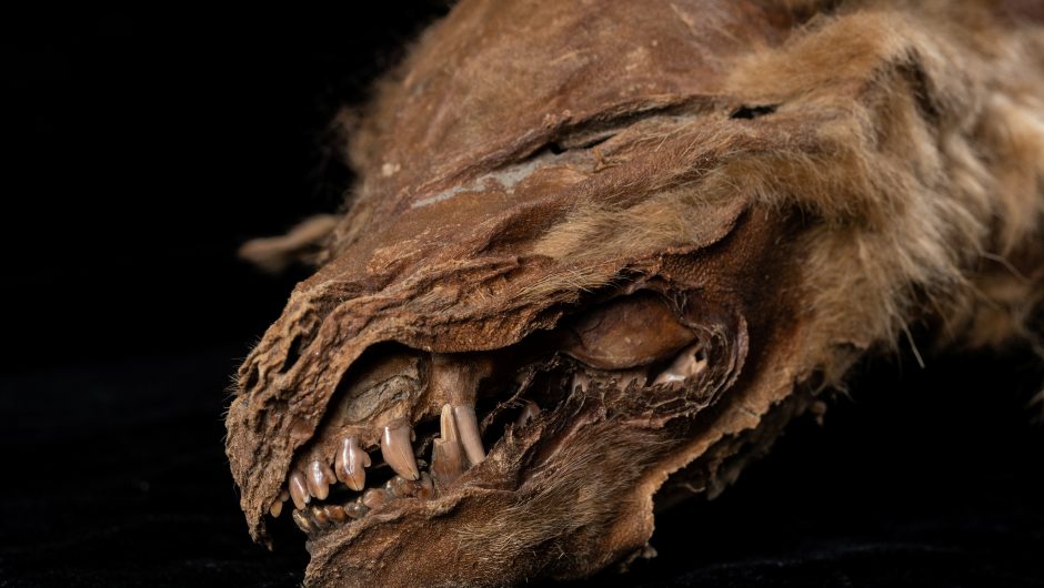 Ice Age wolf mummy discovered in Canadian permafrost