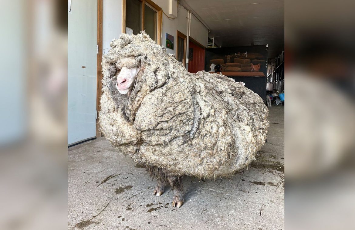 Australia.  Sheep with unusual "overweight".  She was wearing 35 kg of unnecessary hair