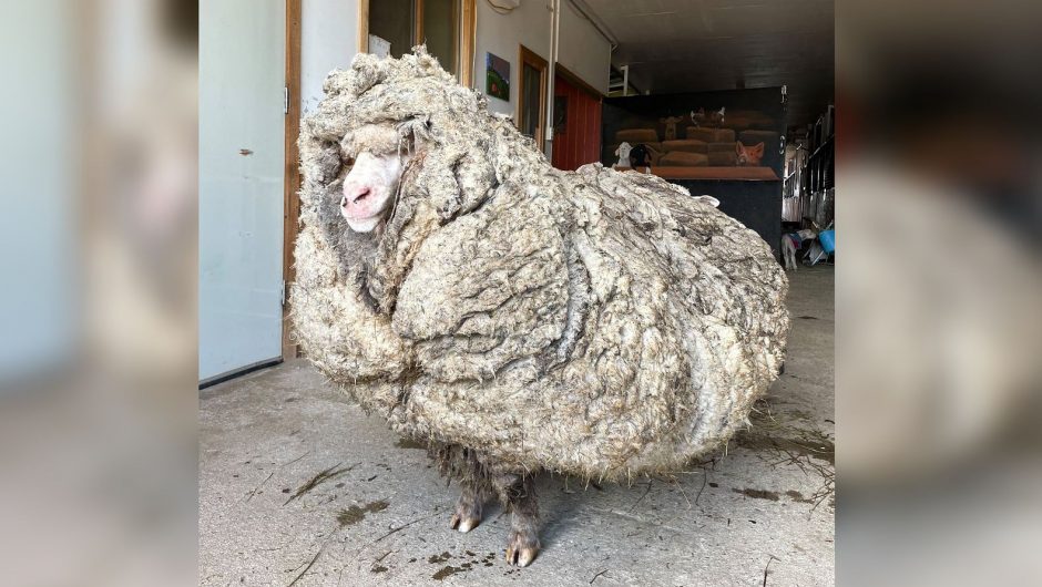 Australia.  Sheep with unusual “overweight”.  She was wearing 35 kg of unnecessary hair