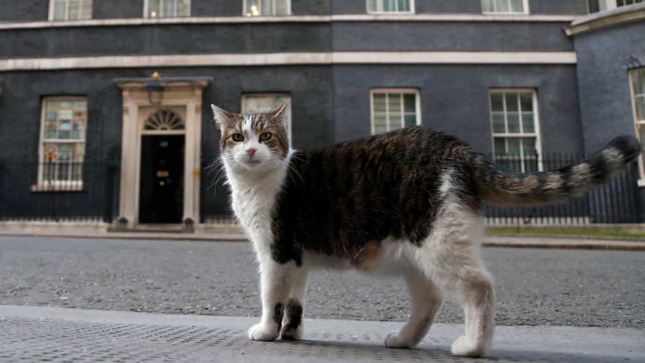 Cat Larry.  The one who stopped Trump.  Gwny Myszo Celebrates 10 Years Of Downing Street Subscription |  News from the world