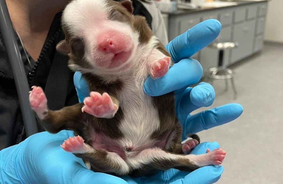 United States of America.  A six-legged puppy is born