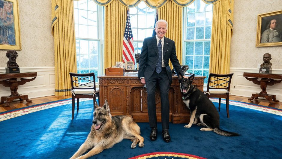 United States of America: Incident in the White House.  Joe Biden’s dogs were brought back