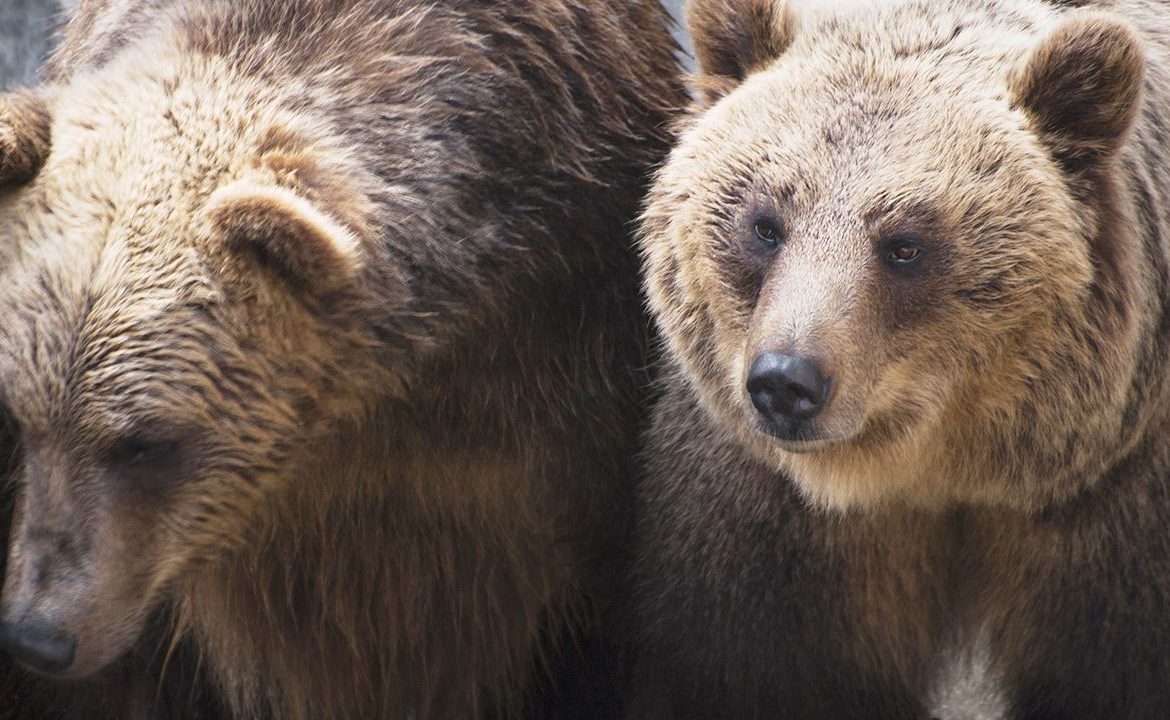 Istniało ryzyko, że niedźwiedzice wydostaną się na teren dostępny dla zwiedzających (fot. Shutterstock)