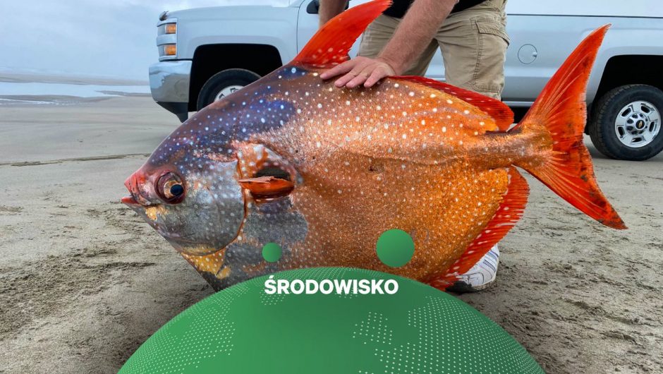 A “moonfish” is stuck on a beach in the United States.  The tropical specimen weighs 45 kg