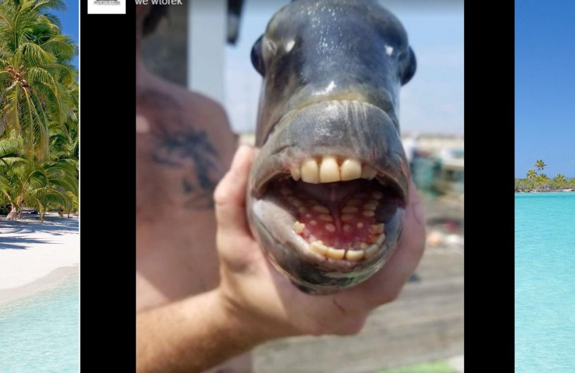 Fish with "human" teeth.  take a look!  Looks like the animal from the movie "Shrek".