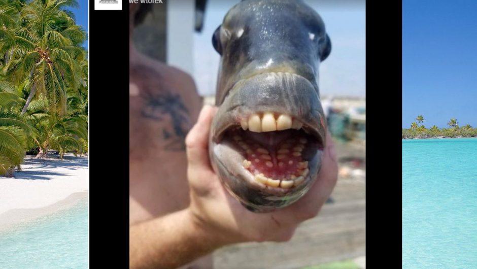 Fish with “human” teeth.  take a look!  Looks like the animal from the movie “Shrek”.