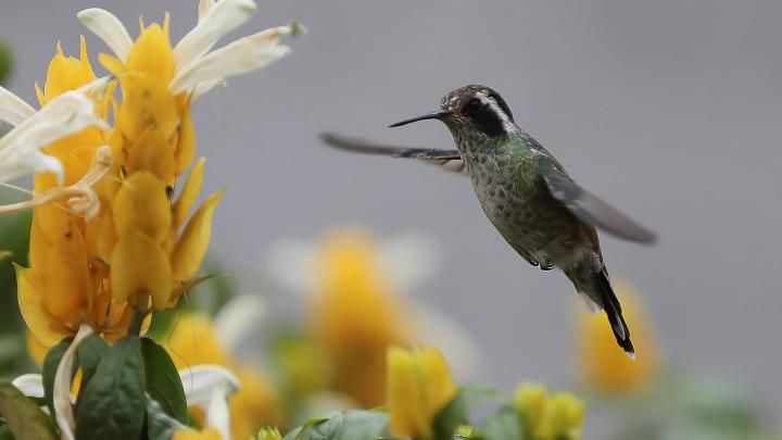 Hummingbirds have a good sense of smell |  Science in Poland