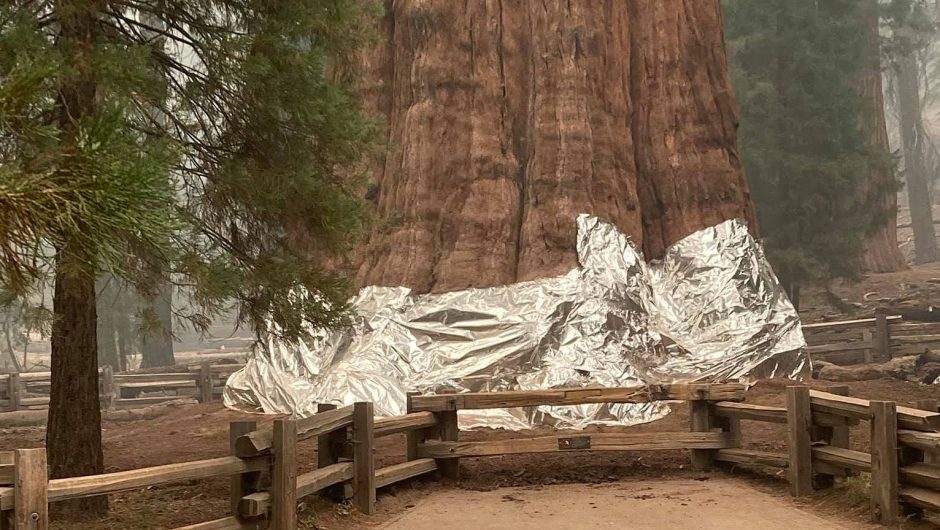 United States of America.  The largest tree in the world is endangered.  Firefighters wrapped a 2,700-year-old piece of redwood in a fire blanket