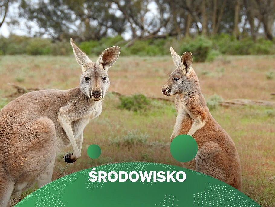 Scientists: Kangaroos can communicate on purpose with humans (illustration image)