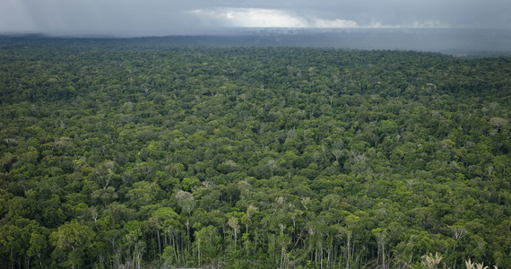 Glasgow: At COP26, state leaders agreed to halt deforestation by 2030.