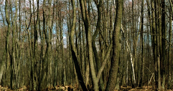 Nature versus wood, i.e. where is the golden mean of forest management in Poland