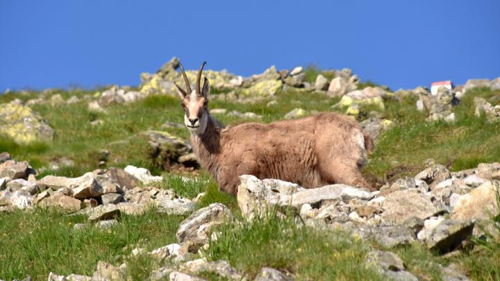 Over a thousand chamois were counted in the Tatras