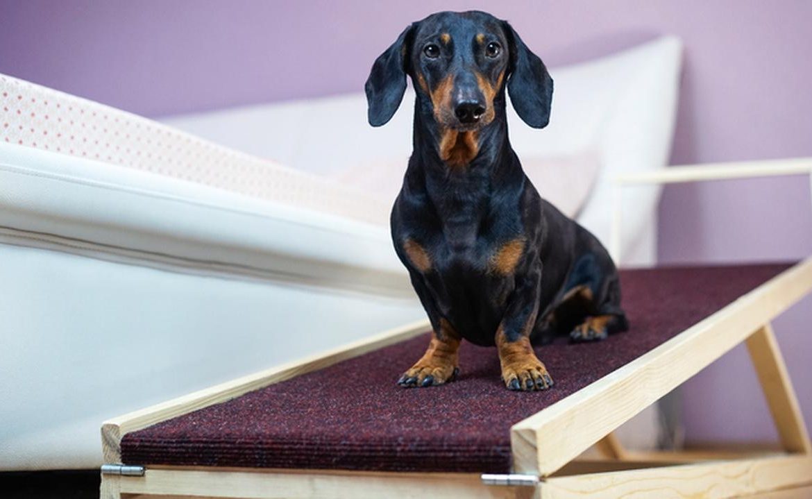 Dog Ladders or Ramp - When Are They Necessary?