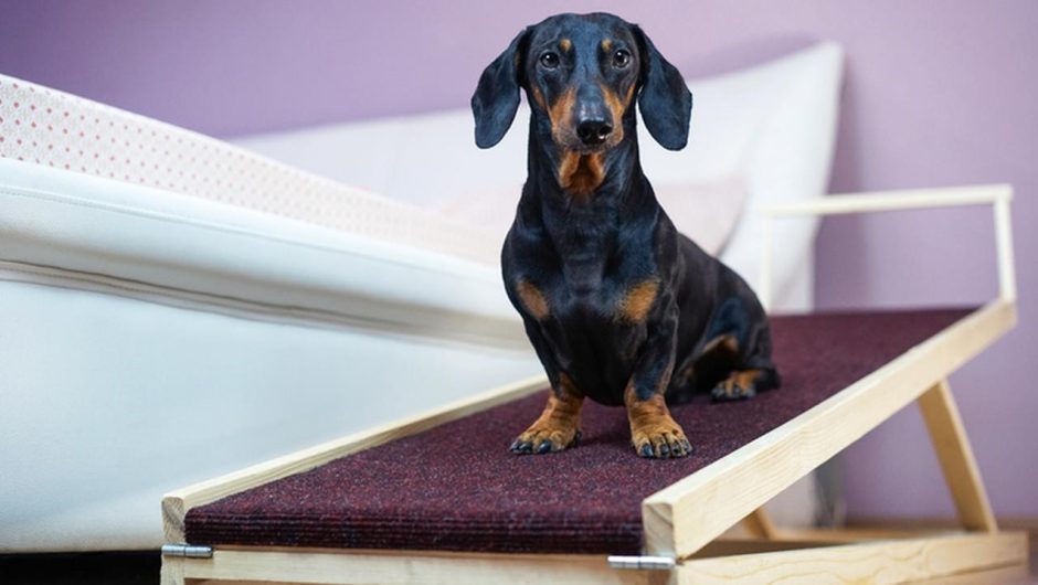 Dog Ladders or Ramp – When Are They Necessary?