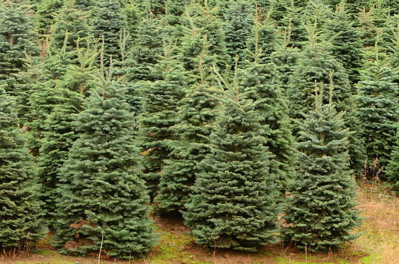 Christmas tree farm in Oregon
