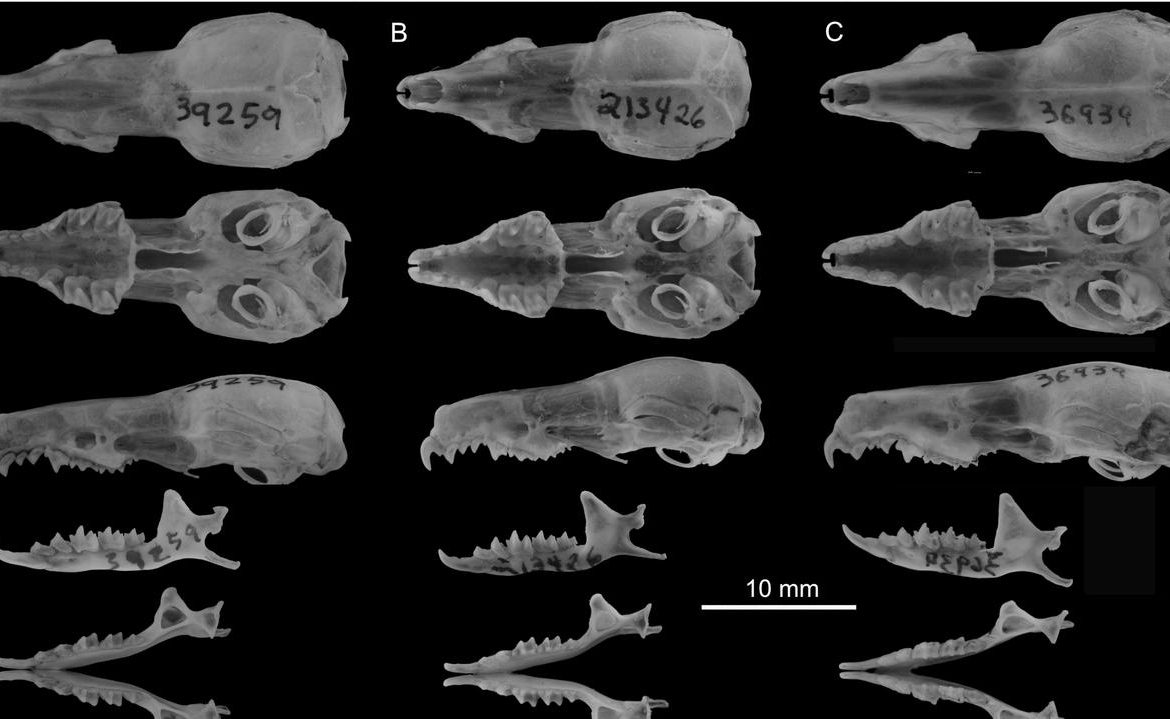 Shrew, teeth.  Scientists have identified 14 new species of mammals.  This is the greatest discovery in 90 years