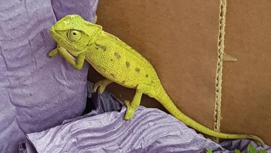 Germany.  Chameleon in broccoli.  A stowaway scared the seller