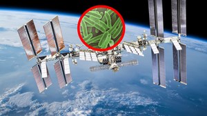 Terrestrial bacteria fly through space.  The wind carries them there