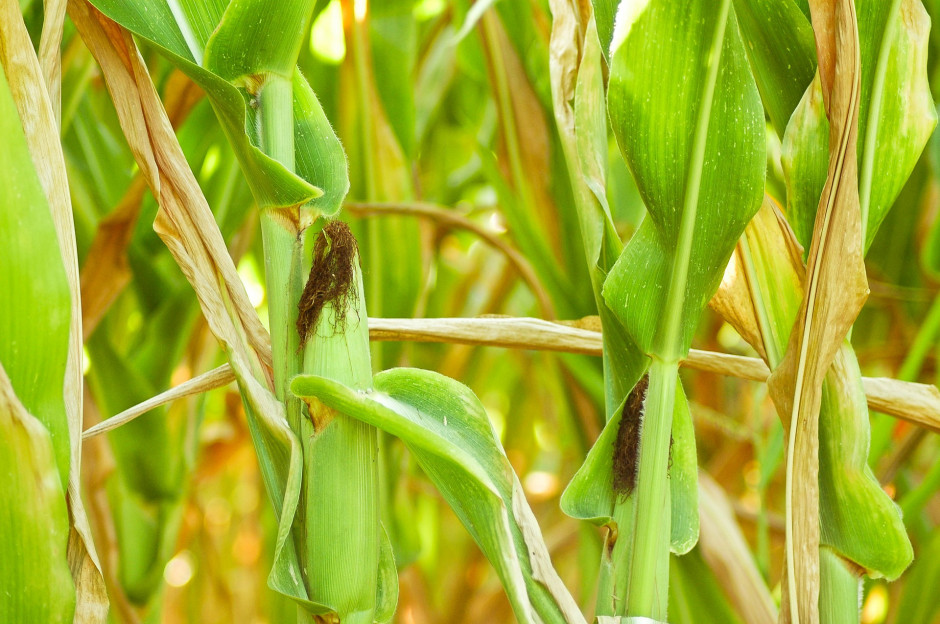 New List of Banned Corn Varieties MON 810