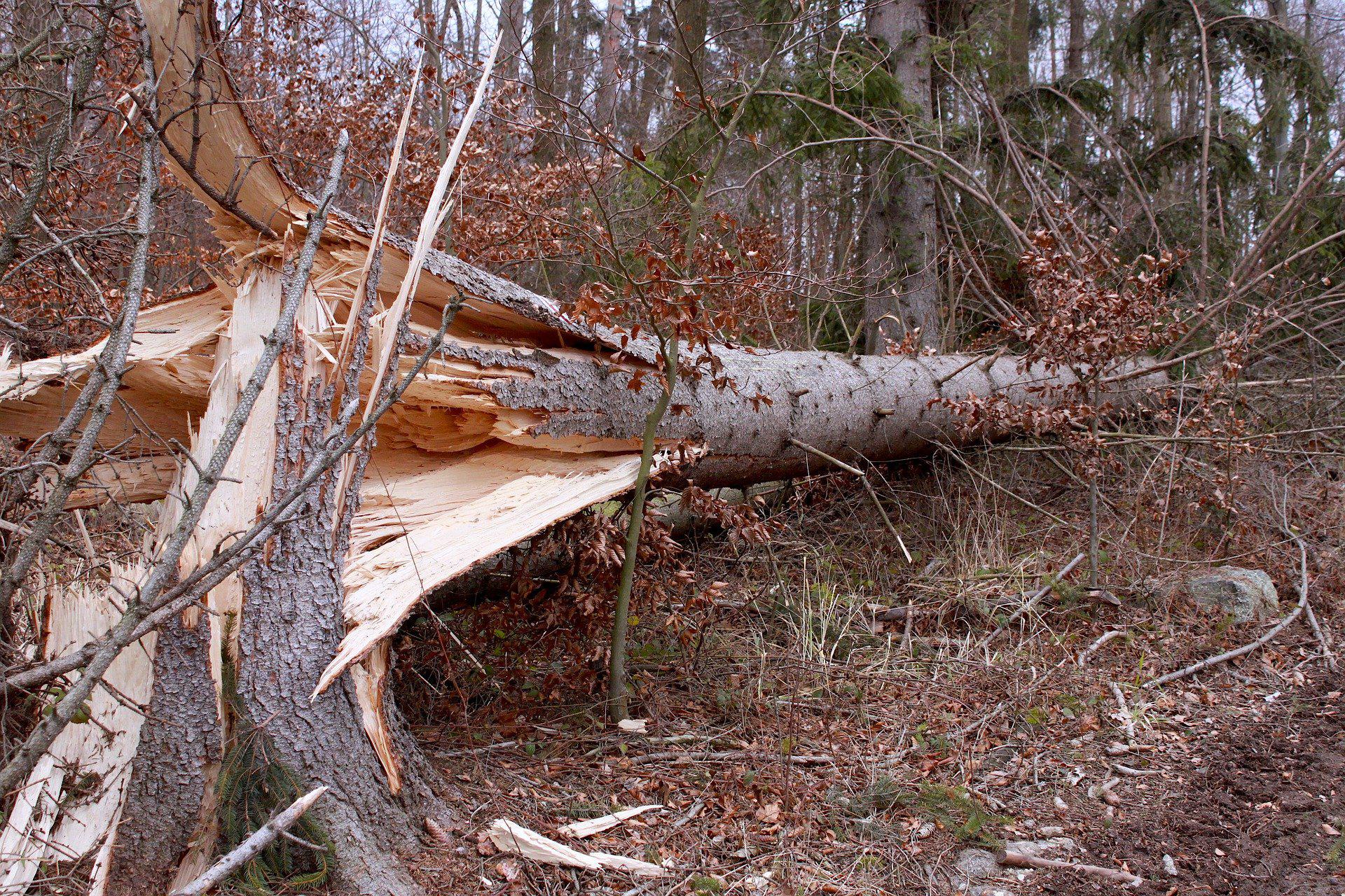 Можно сломать дерево. Сломанное дерево. Упавшее дерево. Поваленное дерево в лесу. Сломанное дерево в лесу.
