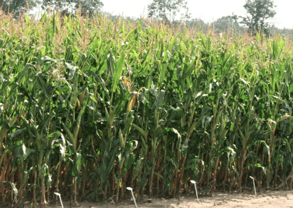 The GM corn ban will be extended, will there be farm inspections?
