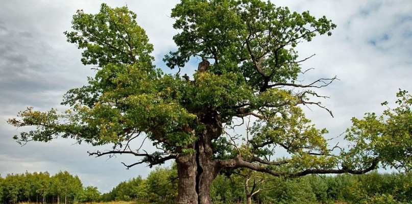 Dennin Oak competed for first place in this year's European Tree Contest