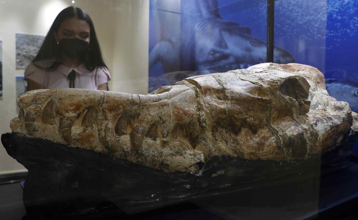 Peru.  The skull of the ancestor of modern whales was found by paleontologists