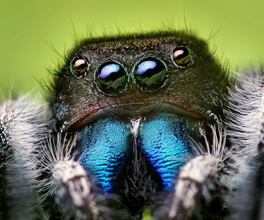 Scientific Jubilee.  We have already discovered 50,000 species of spiders