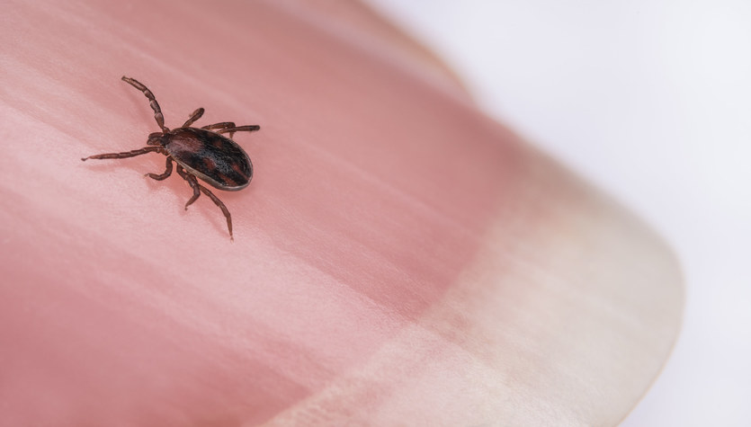 The man died from a tick bite.  A rare case in the United States