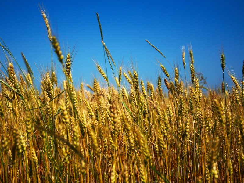 field, ecology, nature, grain, ukraine