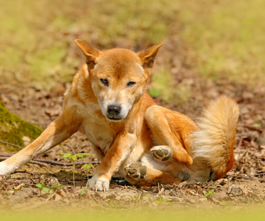 Surprising research on the Australian dingo.  They are not 