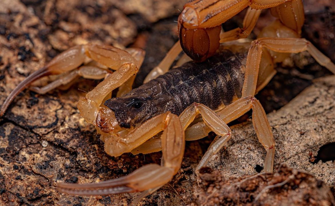 Irish Scholars: Indiana Jones was right.  The smaller the scorpion, the more poisonous it is